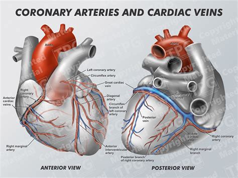 Coronary Arteries and Cardiac Veins - Order