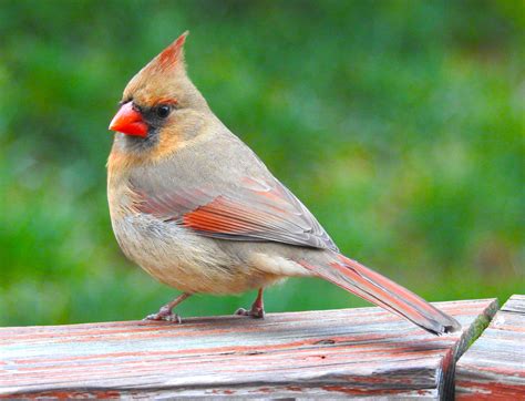 Female Cardinal | Cardinal birds, Female cardinal photo, Bird photo