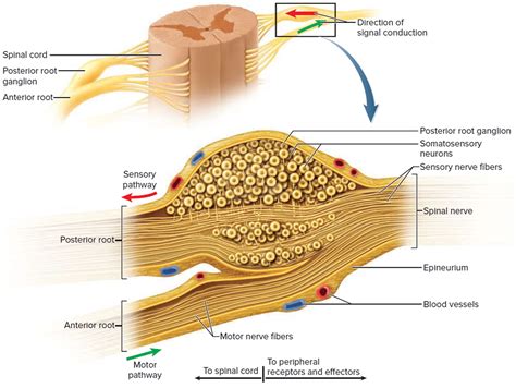 Spinal Cord Anatomy - Parts and Spinal Cord Functions