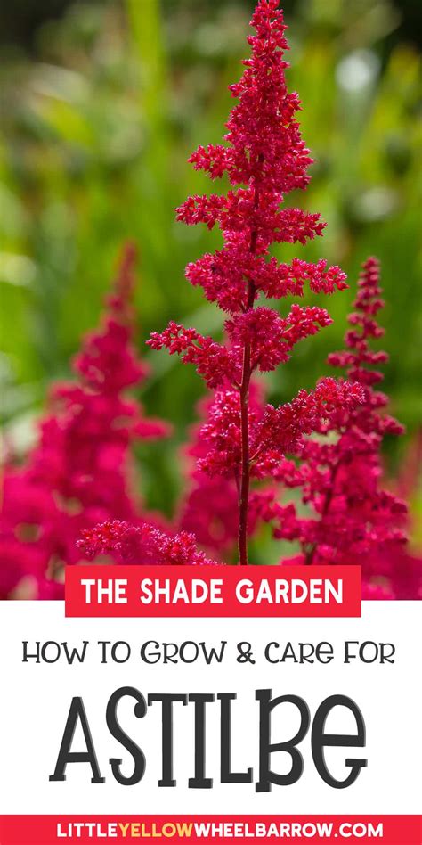 Astilbe Plants - The Colorful Heroes Of The Shade Garden