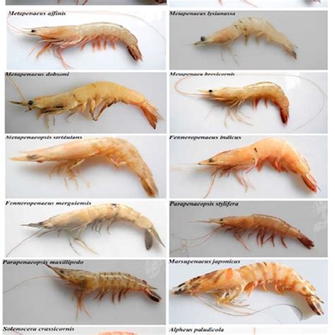 Morphological differences identified in marine shrimp species | Download Table