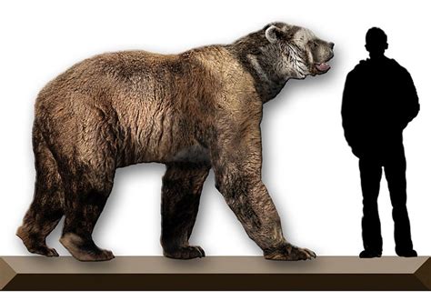 Short-Faced Bear