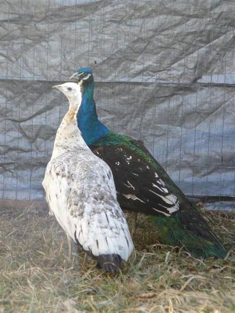 Peafowl for Sale - Assorted Peafowl Chicks | Cackle Hatchery | Peafowl, Animals beautiful, Bird