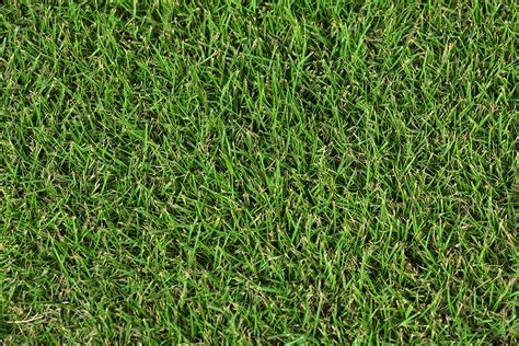 Zoysia Grass Lawn | ubicaciondepersonas.cdmx.gob.mx