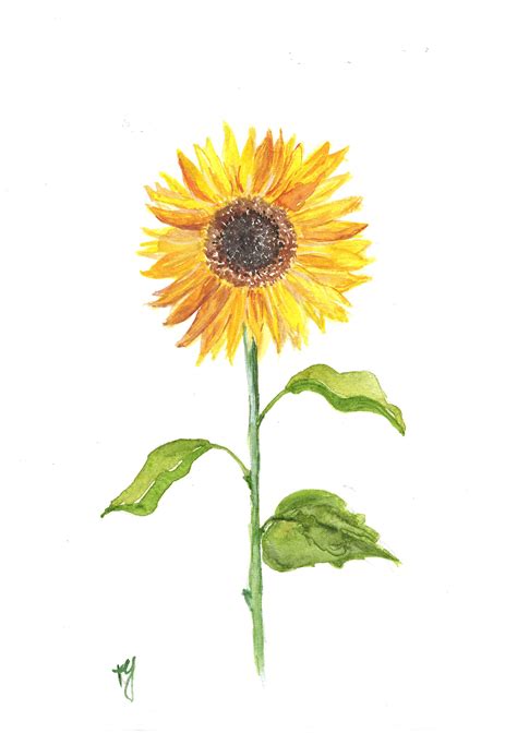 Sunflower Watercolor Painting Easy - SUNFLOWER