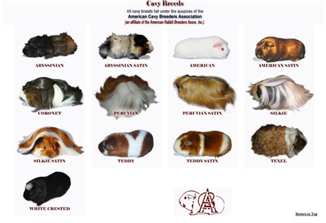 The American Rabbit Breeders Association currently recognizes 13 different breeds of cavies ...