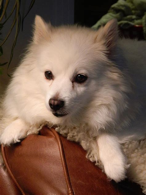 Miniature American Eskimo Lounging Photograph by Nicki Bennett - Fine Art America