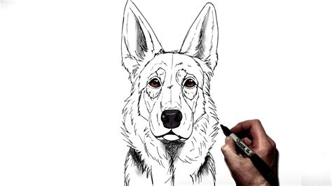 Fabulous Info About How To Draw A German Shepherd Head - Soundtwo