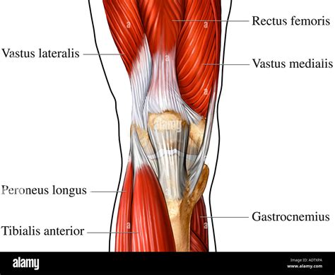 Diagram Of Knee Muscles And Tendons - Photos