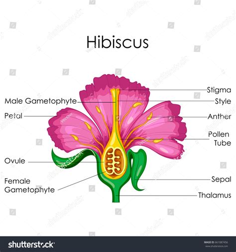 Bildungstabelle der Biologie für die Anatomie: Stock-Vektorgrafik (Lizenzfrei) 661087456 ...