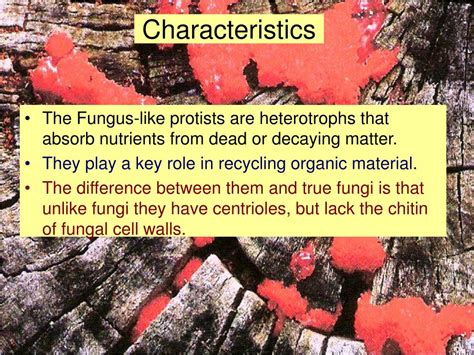 PPT - The Fungus-like Protists PowerPoint Presentation, free download - ID:4199628