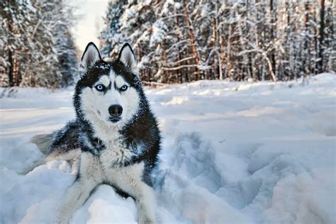 Wooly Husky: Meet This Adorable Dog Breed - The Woolies