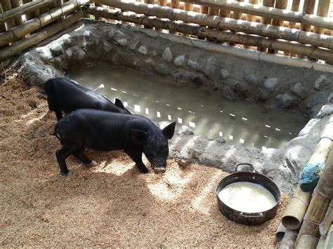 Design Of A Piggery House in 2022 | Pig farming, Pig house, Farm design