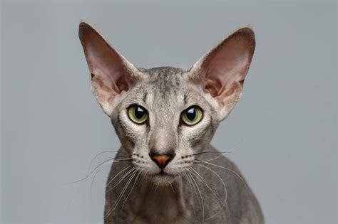 Peterbald Cat Breed: Info, Pictures, Characteristics & Facts | Hepper