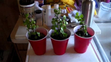 Plant Growth Experiment - YouTube