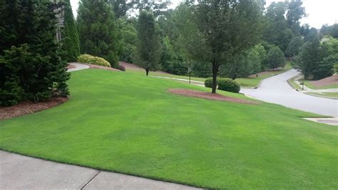 Bermudagrass – Common Type Invading Sodded Type | Walter Reeves: The Georgia Gardener