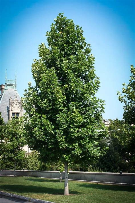 Buy Tulip Poplar Trees Online | The Tree Center