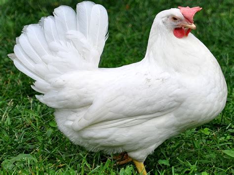 Mediterranean Poultry Breeds | Modern Farming Methods