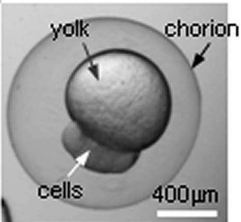 The structure of a zebrafish embryo. Although the embryo is relatively... | Download Scientific ...