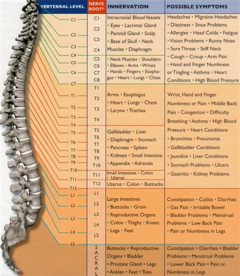 Spinal Nerve Function Chart | Useful Information