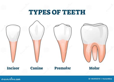 Types Of Teeth Diagram