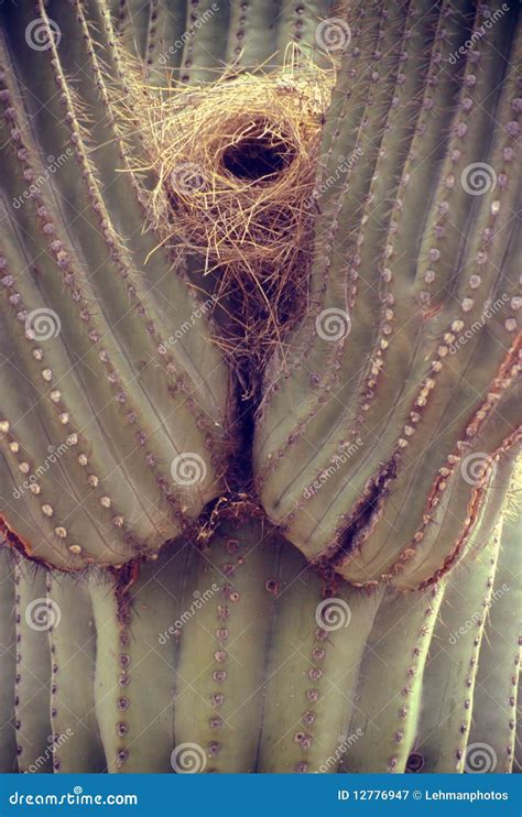 Saguaro Cactus And Bird Nest Royalty Free Stock Photography - Image: 12776947