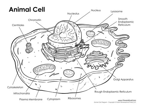 Printable Animal Cell Diagram – Labeled, Unlabeled, and Blank