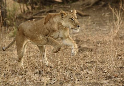 Lioness hunting | Marie-France Grenouillet - Wildlife Photographer