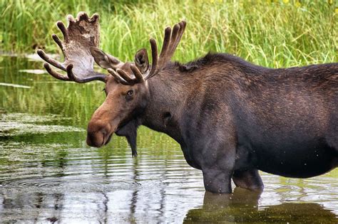 Grand Teton National Park Wildlife Spotting - Jackson Hole Traveler