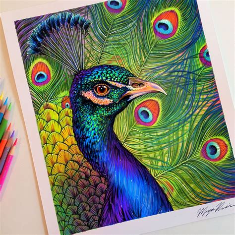 Colored pencil peacock drawing. | Arte pavo real, Arte de aves, Pavoreal dibujo