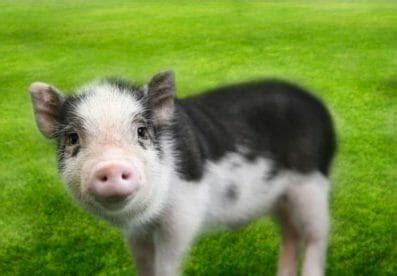 100+ Best Teacup Pig Names: Unique Names for a Teacup Pig