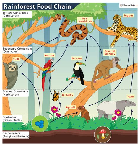 Tropical Rainforest Food Chain: Examples and Diagram