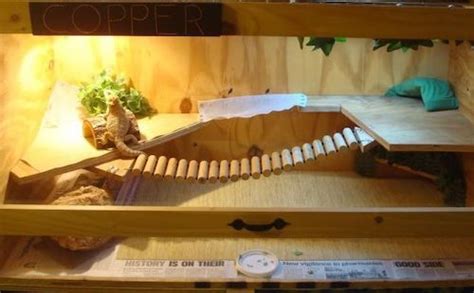 10 Inspiring Bearded Dragon Cage Setup and Decor Ideas