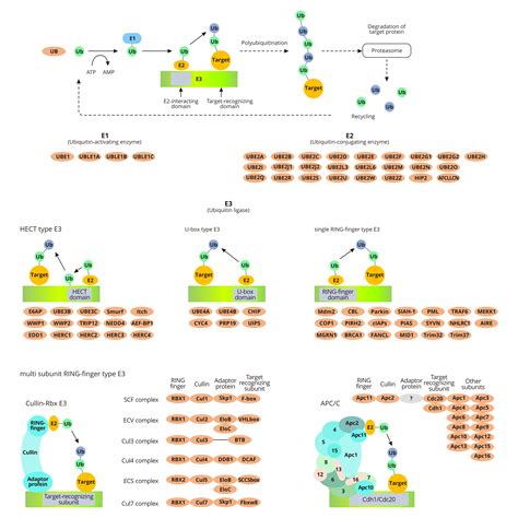 Ubiquitin Mediated Proteolysis - CUSABIO