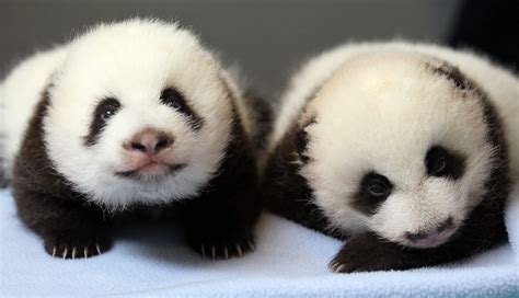 24 Ridiculously Cute Photos Of Baby Pandas That Will Instantly Make Your Day Better | Viralscape