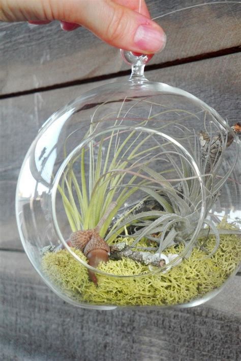 Unique Valentine Gift: Unusual Air Plants - Home Decoration Inspiration Ideas and Gifts ...