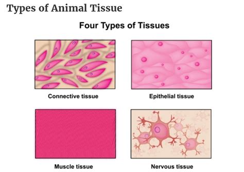 4 Tissue Types And Their Functions