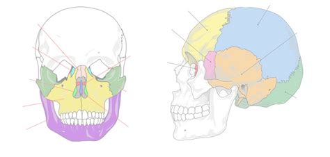 Human Skull: Facial and Cranial Bones Quiz - By kfastic