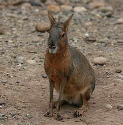 Heidi (Animals) - The Patagonian Desert