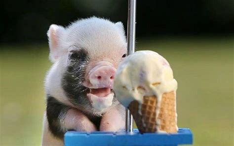 Cute Pig Eating Ice Cream