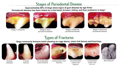 Carnassial - Dog Teeth Chart - Dog Choices