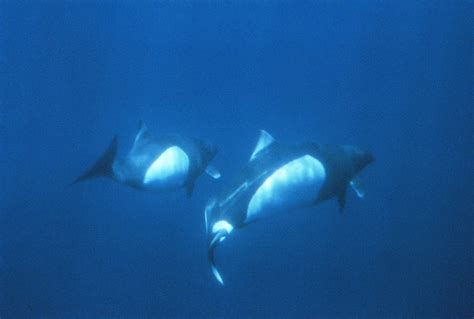 Dall’s Porpoise photos – A Complete Guide to Whales, Dolphins And Porpoises