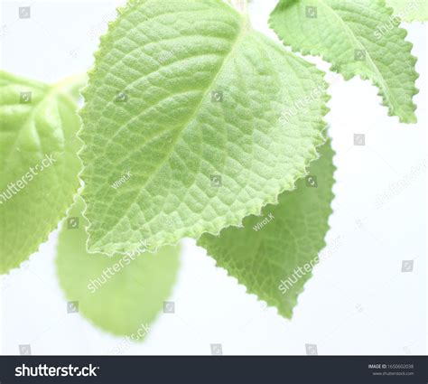 Simple Leaf Thick Serrate Margin Isolated Stock Photo 1650602038 | Shutterstock