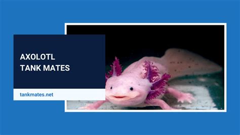 Axolotl Tank Mates – TANK MATES