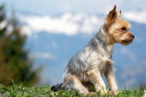 Top 5 Yorkie Haircuts | The Dog People by Rover.com