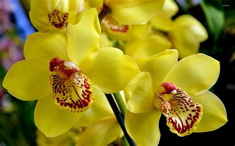 Yellow orchids [3] wallpaper - Flower wallpapers - #40868