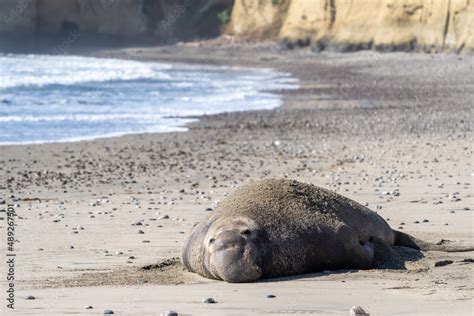 Male elephant seal on the beach after mating and fighting other elephant seals Stock Photo ...