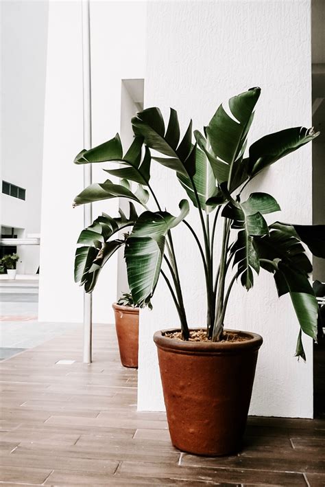 fake office plants - Office Plants, Plant Displays & Indoor Plants.