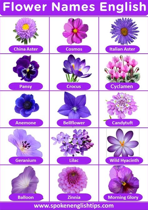 List of Flowers Name with Pictures