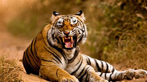 Angry Tiger Wallpapers - Top Free Angry Tiger Backgrounds - WallpaperAccess